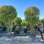 Červienka Fraserova (Photinia × fraseri) ´RED ROBIN´ - výška 250-270 cm, kont. C230L (-24°C) VIACKMENNÝ EXTRA EXEMPLÁR